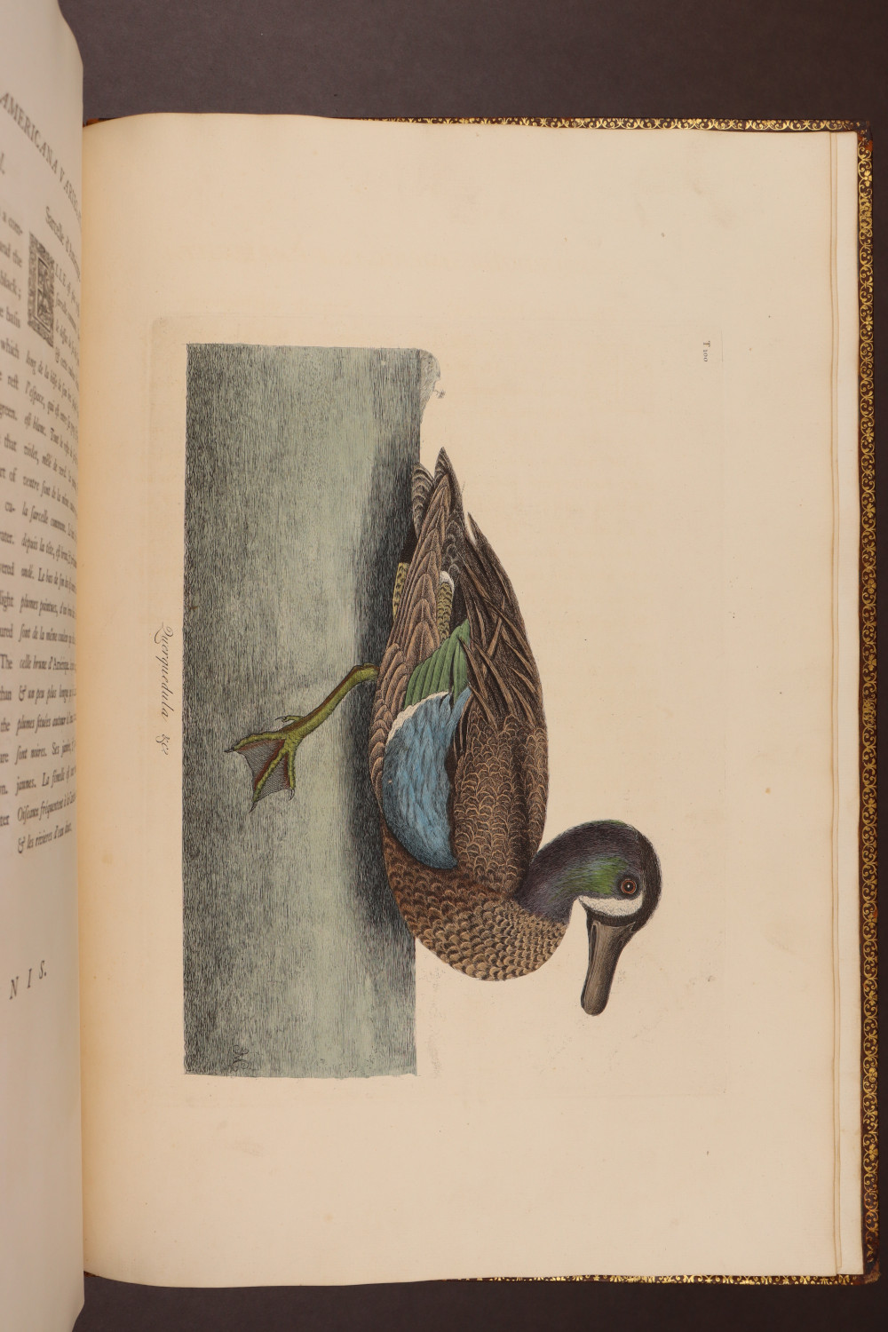 Plate 100